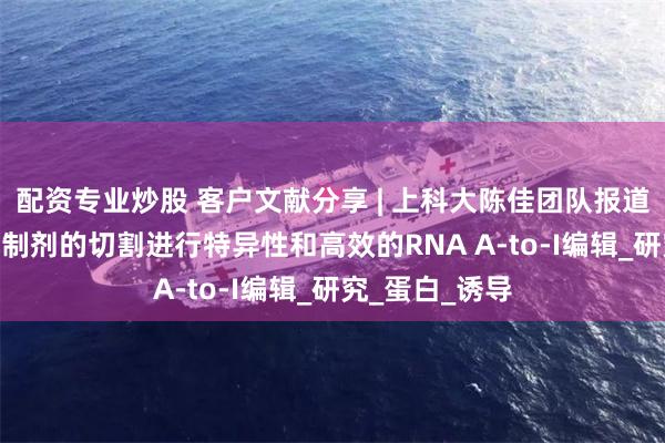 配资专业炒股 客户文献分享 | 上科大陈佳团队报道通过ADAR抑制剂的切割进行特异性和高效的RNA A-to-I编辑_研究_蛋白_诱导